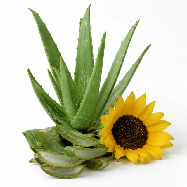 Aloe Vera Infused In Sunflower Oil