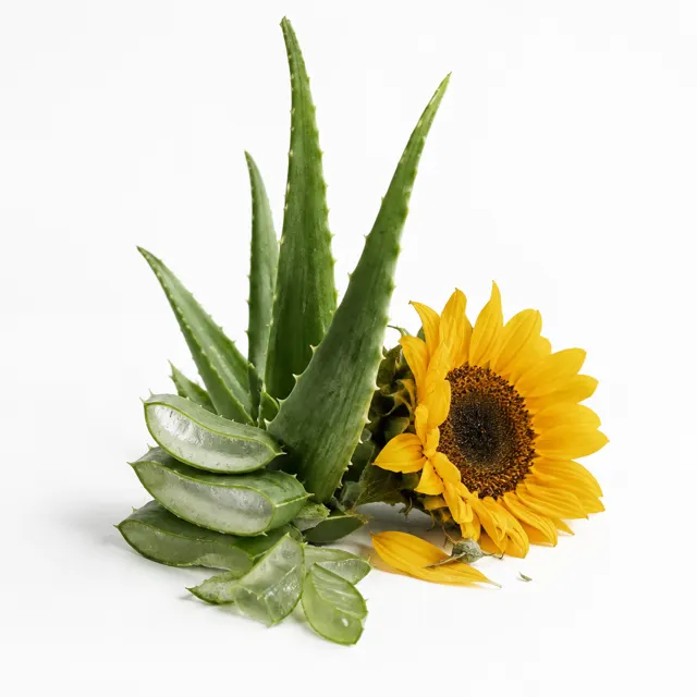 Aloe Vera Organic Infused In Sunflower Oil