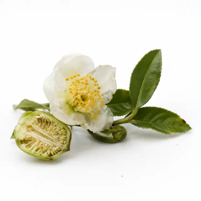 Green Tea Organic Hydrolat Preserved With Geogard